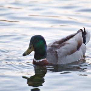 Rubbenbruchsee%20'15